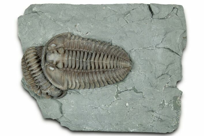 Two Overlapping Flexicalymene Trilobites - Mt Orab, Ohio #329800